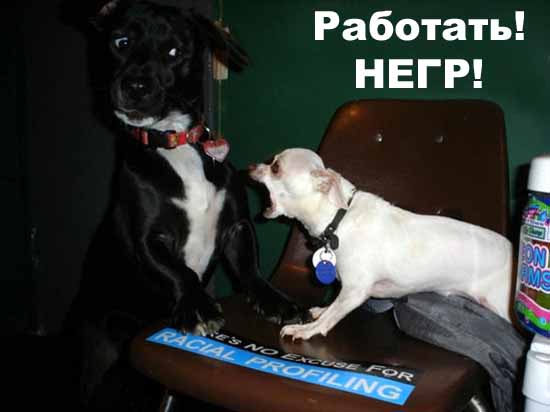 http://natura.spb.ru/funny/17/001611.jpg