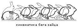 Кинематика бега зайца-русака