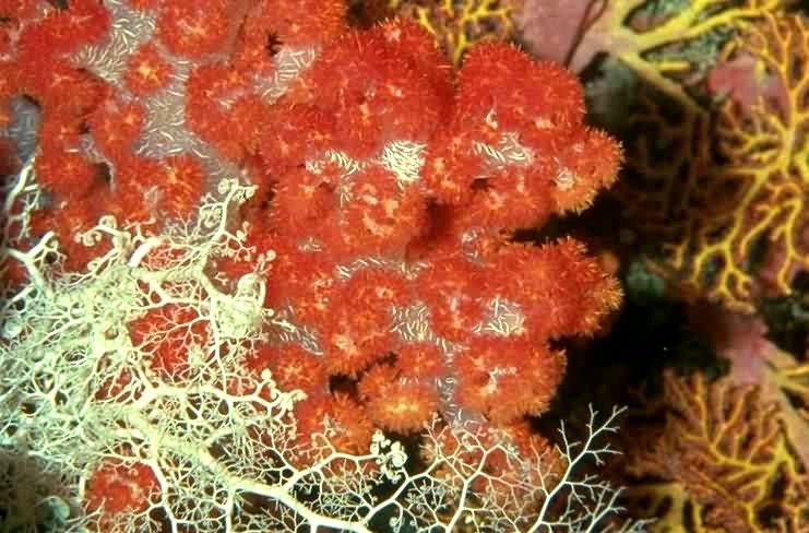 Питание кораллов оказывается не такое как считали ранее