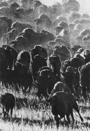До европейцев в Америке жило 60 миллионов бизонов. Сейчас их не больше 20 тысяч.