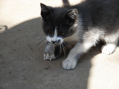Котенок Максим поймал мышку - истории и рассказы посетителей.