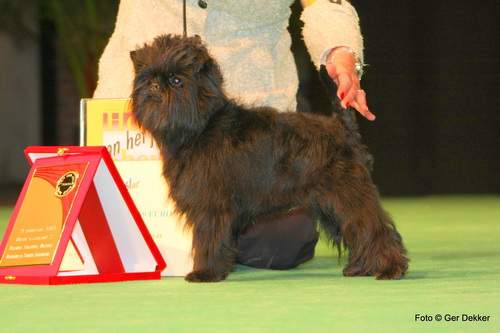 Аффенпинчер (Affenpinscher) - порода собак группы Пинчеры и шнауцеры - описание