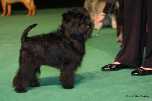 Аффенпинчер (Affenpinscher) - порода собак группы Пинчеры и шнауцеры - описание