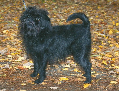 Аффенпинчер (Affenpinscher) - порода собак группы Пинчеры и шнауцеры - описание