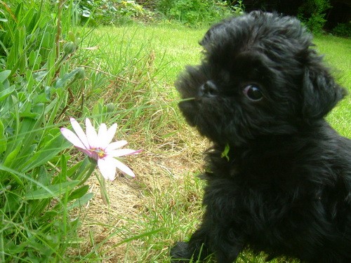 Аффенпинчер (Affenpinscher) - порода собак группы Пинчеры и шнауцеры - описание - щенок