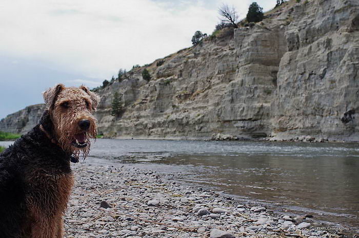 Эрдельтерьер (Airedale Terrier)