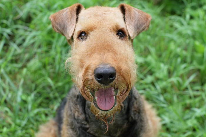 Эрдельтерьер (Airedale Terrier)