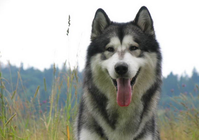 Маламут аляскинский (Alaskan Malamute)