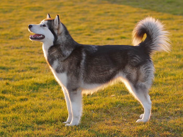 Маламут аляскинский (Alaskan Malamute)