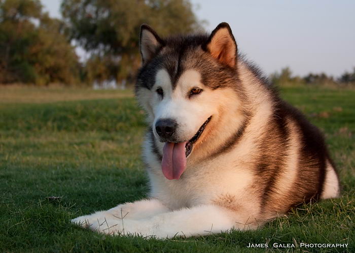 Маламут аляскинский (Alaskan Malamute)