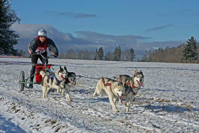 Маламут аляскинский (Alaskan Malamute)