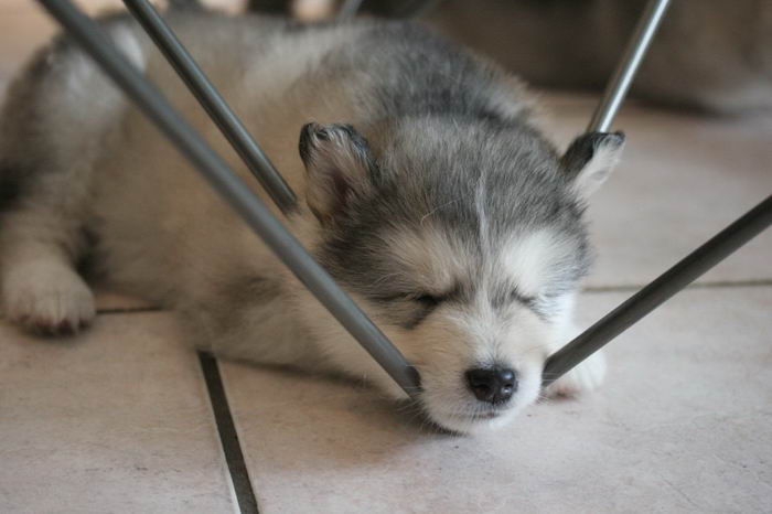 Маламут аляскинский (Alaskan Malamute)