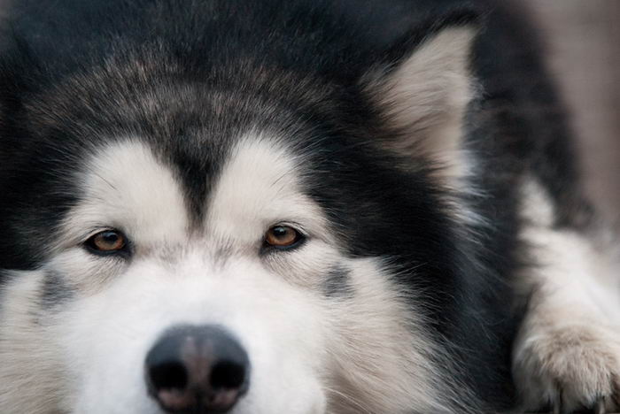 Маламут аляскинский (Alaskan Malamute)