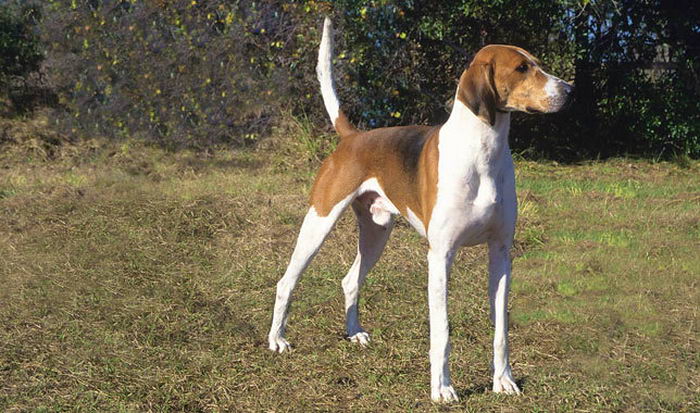 Американская гончая (American Foxhound)