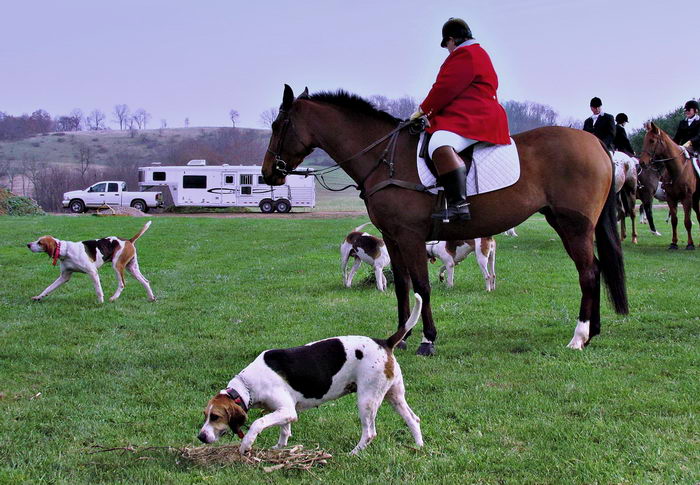 Американская гончая (American Foxhound)