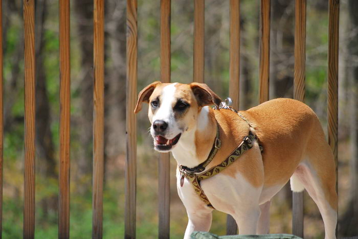 Американская гончая (American Foxhound)