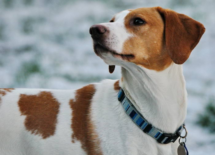 Американская гончая (American Foxhound)