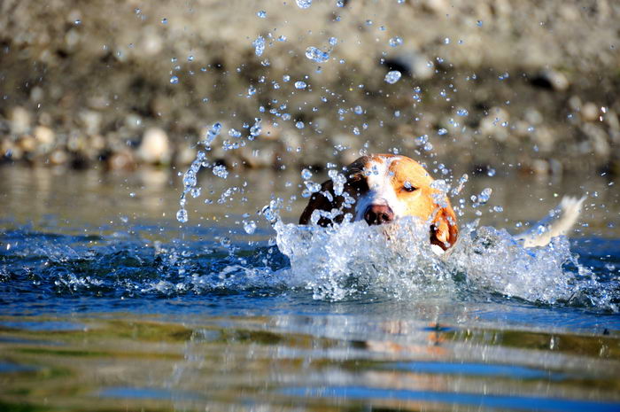 Американская гончая (American Foxhound)