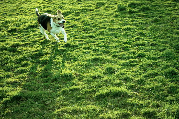 Американская гончая (American Foxhound)