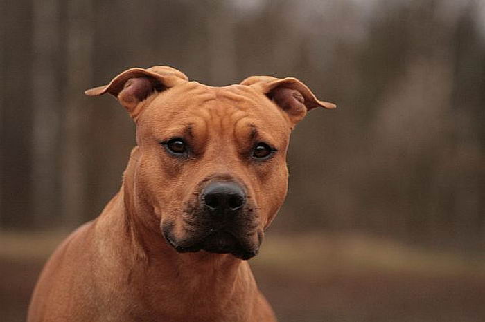 Американский стаффордширский терьер (American Staffordshire Terrier)