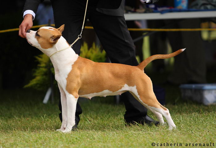 Американский стаффордширский терьер (American Staffordshire Terrier)