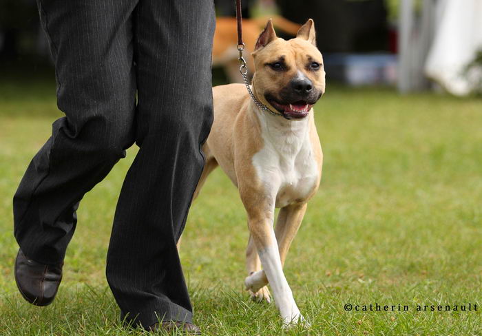 Американский стаффордширский терьер (American Staffordshire Terrier)