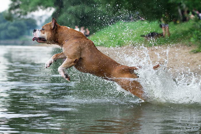 Американский стаффордширский терьер (American Staffordshire Terrier)