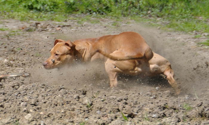 Американский стаффордширский терьер (American Staffordshire Terrier)