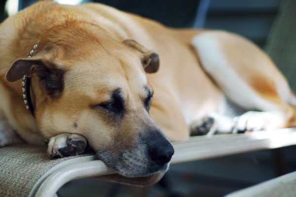 Анатолийская овчарка (Anatolian Shepherd Dog)