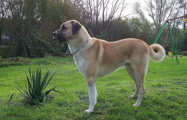 Анатолийская овчарка (Anatolian Shepherd Dog)