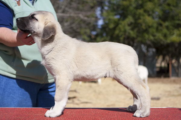 Анатолийская овчарка (Anatolian Shepherd Dog) - щенок