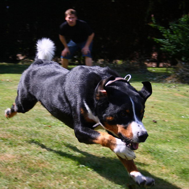 Аппенцеллер зенненхунд (Appenzeller Sennenhund)