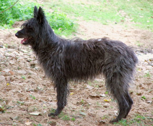 Арденнский бувье (Bouvier des Ardennes) - рассказ о редкой и исчезающей породе собак