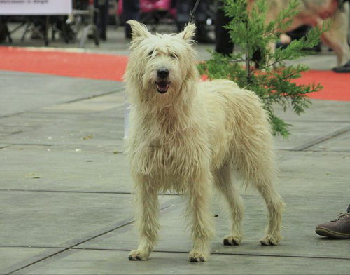 Арденнский бувье (Bouvier des Ardennes) - рассказ о редкой и исчезающей породе собак