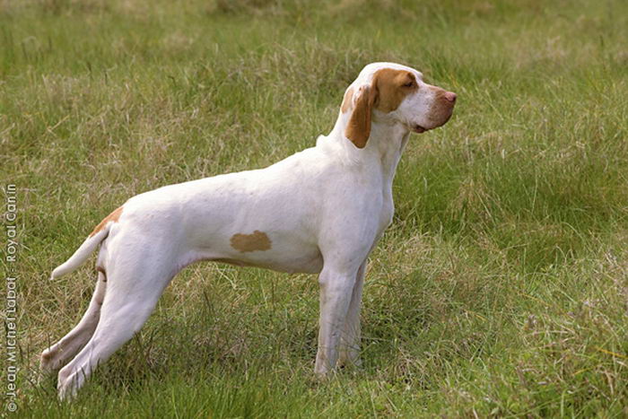 Арьежский бракк (Ariege Pointing Dog (Braque de l’Ariège))