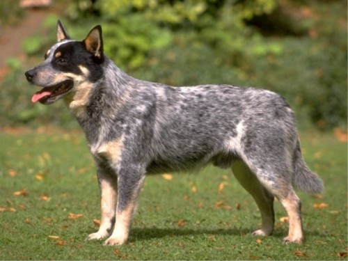 Австралийская пастушья собака Australian Cattle Dog Красный Хиллер, Голубой Хиллер, Хиллер, Blue Heeler, Heeler, Red Heeler, Queensland Heeler, Queensland Blue Heeler, Queensland Red Heeler