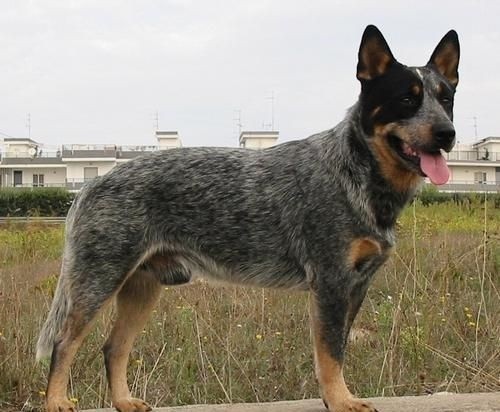 Австралийская пастушья собака Australian Cattle Dog Красный Хиллер, Голубой Хиллер, Хиллер, Blue Heeler, Heeler, Red Heeler, Queensland Heeler, Queensland Blue Heeler, Queensland Red Heeler