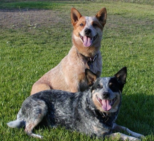 Австралийская пастушья собака Australian Cattle Dog Красный Хиллер, Голубой Хиллер, Хиллер, Blue Heeler, Heeler, Red Heeler, Queensland Heeler, Queensland Blue Heeler, Queensland Red Heeler