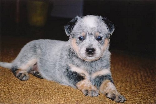 Австралийская пастушья собака Australian Cattle Dog Красный Хиллер, Голубой Хиллер, Хиллер, Blue Heeler, Heeler, Red Heeler, Queensland Heeler, Queensland Blue Heeler, Queensland Red Heeler