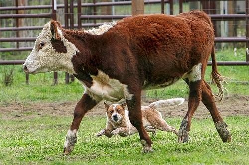 Австралийская пастушья собака Australian Cattle Dog Красный Хиллер, Голубой Хиллер, Хиллер, Blue Heeler, Heeler, Red Heeler, Queensland Heeler, Queensland Blue Heeler, Queensland Red Heeler