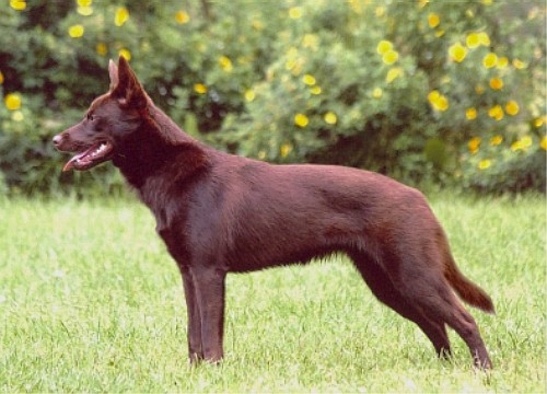 Австралийский Келпи (Australian Kelpie)