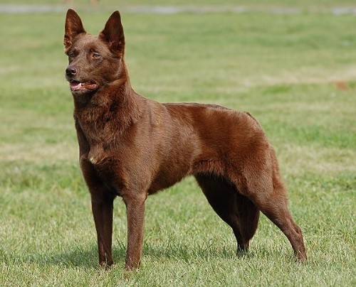 Австралийский Келпи (Australian Kelpie)