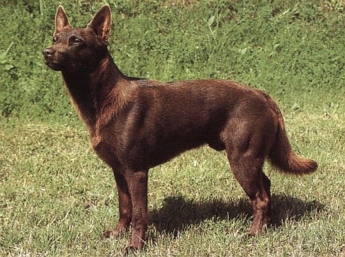 Австралийский Келпи (Australian Kelpie)