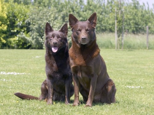 Австралийский Келпи (Australian Kelpie)