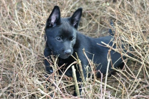 Австралийский Келпи (Australian Kelpie) - щенок