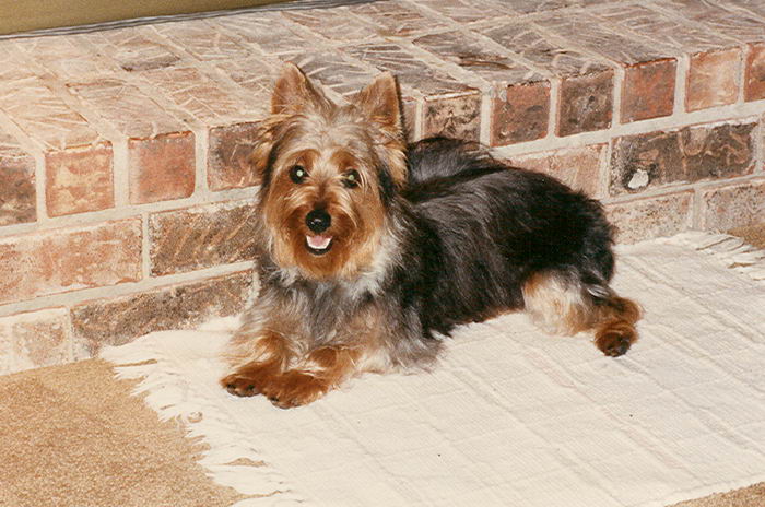 Австралийский шелковистый терьер (Australian Silky Terrier)