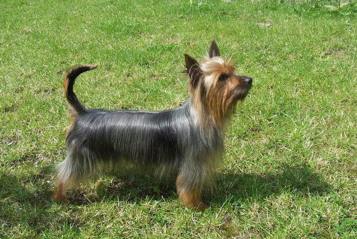 Австралийский шелковистый терьер (Australian Silky Terrier)