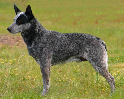 Порода собак - Австралийская короткохвостая пастушья собака (Australian Stumpy Tail Cattle Dog)