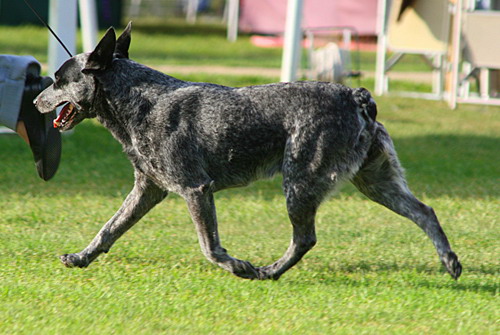 Порода собак - Австралийская короткохвостая пастушья собака (Australian Stumpy Tail Cattle Dog)