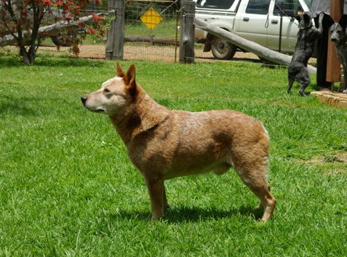 Порода собак - Австралийская короткохвостая пастушья собака (Australian Stumpy Tail Cattle Dog) - рыжий окрас